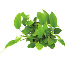 Anubias barteri Zimmerpflanze mit grünen Blättern