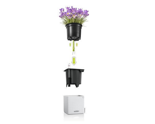 Blumentopf mit Bewässerungssystem und Krokussen