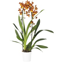 Cambria-Orchidee FloraSelf Cambria 'Catatante Cascade' H 50-60 cm Ø 12 cm Topf 1 Rispe