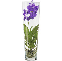 Blaue Orchidee in einem Glasgefäß