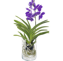 Blaue Orchidee in Glasvase