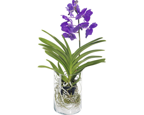 Blaue Orchidee in Glasvase