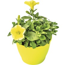 Petunie FloraSelf Petuniax atkinensis 'Sunshine Ray' Ø 12 cm Topf