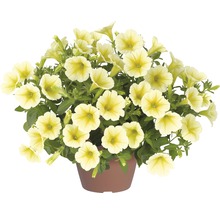 Petunie FloraSelf Petuniax atkinensis 'Sunshine Ray' Ø 12 cm Topf
