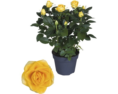 Gelbe Rose im Topf