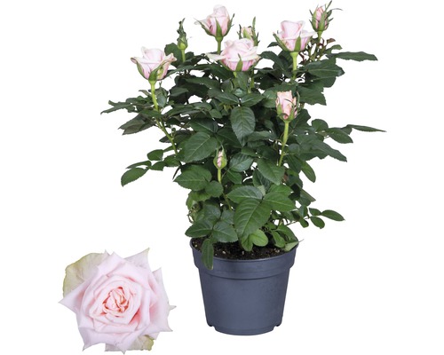 Zimmerrose FloraSelf Rosa Hybride 'Catalina' H 30-40 cm Ø 13 cm Topf hellrosa Mini-Rose im Topf mit hellen Blüten