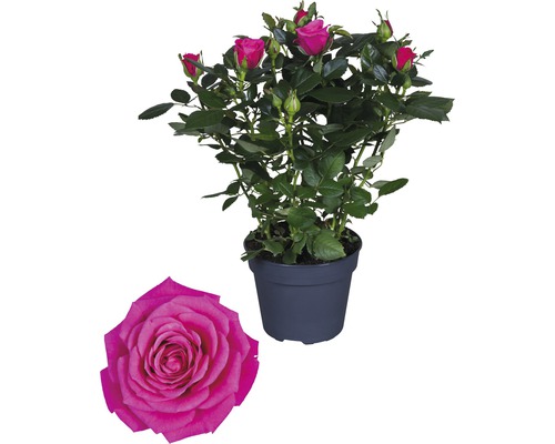 Zimmerrose FloraSelf Rosa Hybride 'Regina' H 30-40 cm Ø 13 cm Topf dunkelrosa Rose im Topf mit einer einzelnen Rose