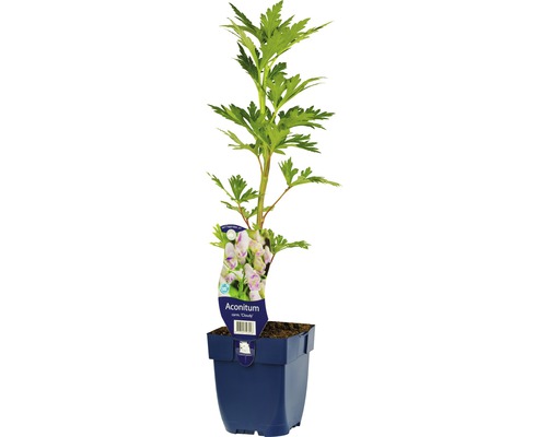 Eisenhut, Sturmhut FloraSelf Aconitum carmichaelii 'Cloudy' H 5-20 cm Co 0,5 L Eisenhut ''Cloudy'' im Topf