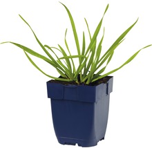 Berglauch FloraSelf Allium senescens H 5-20 cm Co 0,5 L