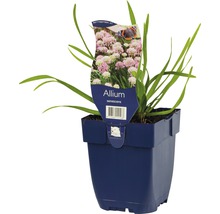 Berglauch FloraSelf Allium senescens H 5-20 cm Co 0,5 L