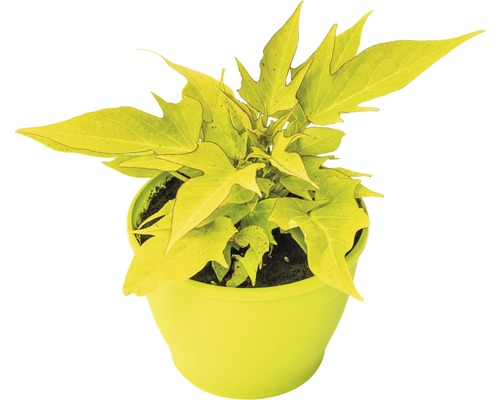 Ziersüsskartoffel FloraSelf Ipomoea batatas 'Sweet Caroline Lightgreen' Ø 12 cm Topf Süßkartoffel Pflanze im Topf