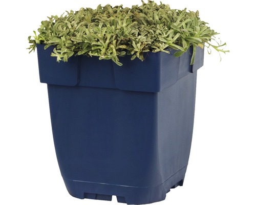 Blauer Pflanzkasten mit grüner Pflanze