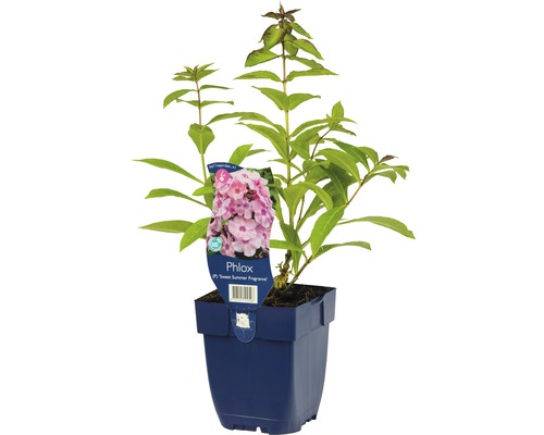 Staudenphlox Phlox paniculata 'Sweet Summer Fragrans' H 5-40 cm Co 0,5 L