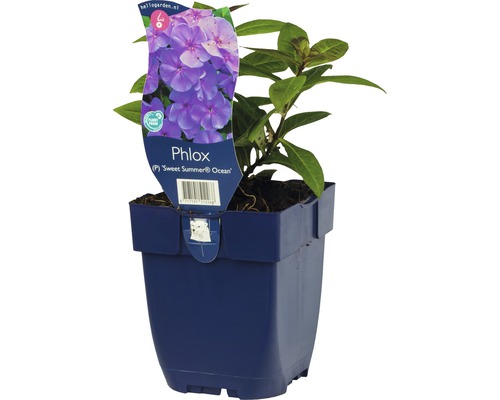 Staudenphlox FloraSelf Phlox paniculata 'Sweet Summer Ocean' H 5-20 cm Co 0,5 L Flammenblume ''Sweet Summer Ocean'' im Topf