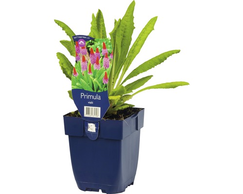 Primel Vialii im Topf