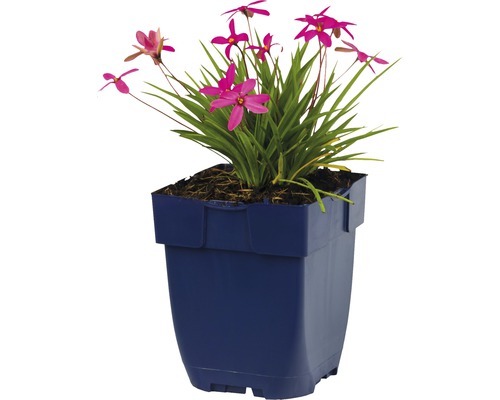 Sparaxis-Blume in einem Pflanzgefäß