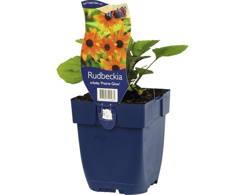 Rudbeckia triloba ''Prairie Glow'' im Topf