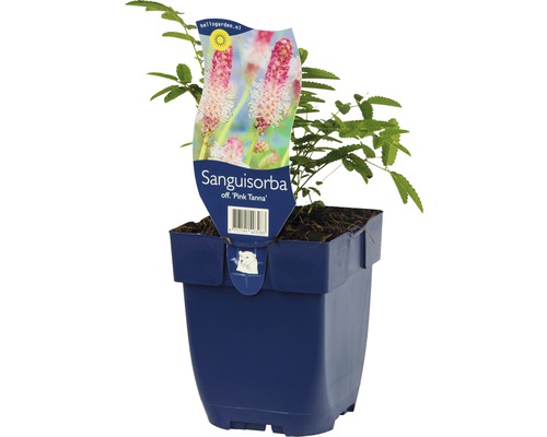 Grosser Wiesenknopf FloraSelf Sanguisorba officinalis 'Pink Tanna' H 5-70 cm Co 0,5 L Sanguisorba ''Pink Tanna'' Pflanze im Topf