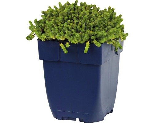 Fetthenne im Blumentopf