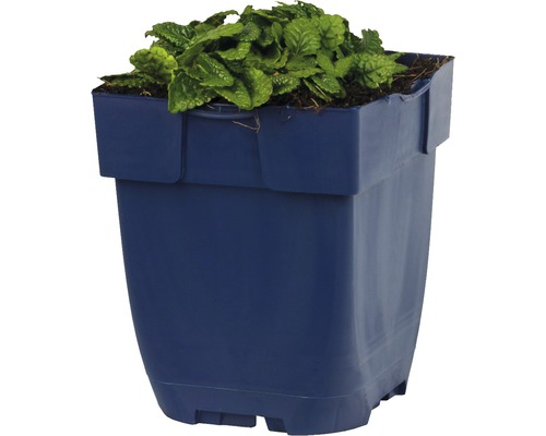 Blumentopf aus Kunststoff mit grüner Pflanze