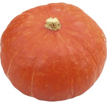Hokkaido Kürbis