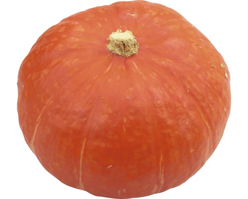 Hokkaido Kürbis