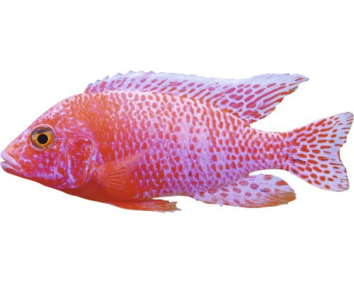 Fisch Firefisch Kaiserbuntbarsch - Aulonocara spec.