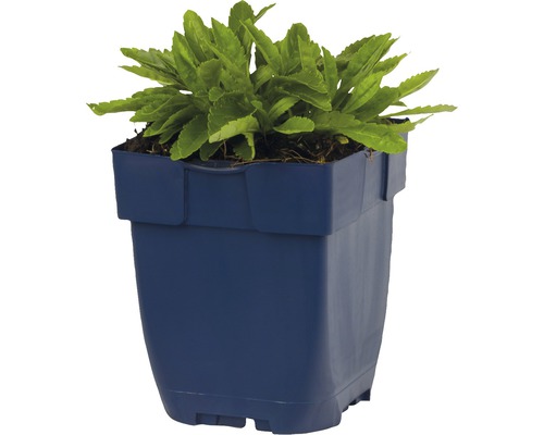 Topfblume im Kunststofftopf