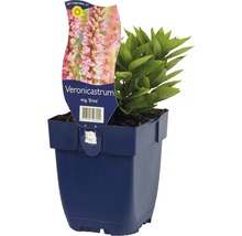 Blauer Garten-Ehrenpreis ''Erica'' im Topf