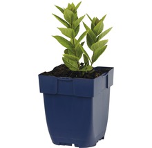 Gartenhortensie im Pflanztopf