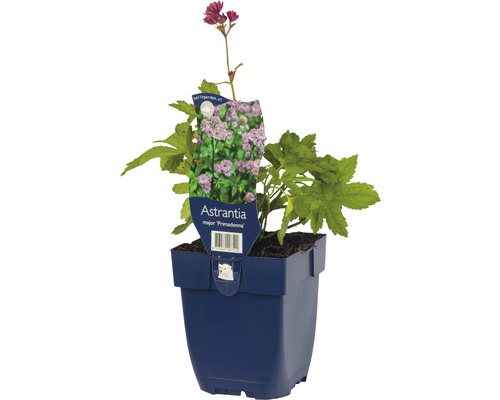 Große Sterndolde ''Primadonna'' im Topf