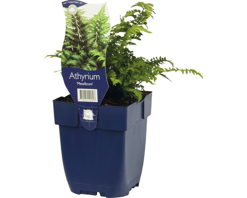 Japanischer Regenbogenfarn FloraSelf Athyrium niponicum 'Metallicum' H 5-20 cm Co 0,5 L