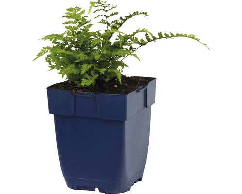 Grüner Farn in einem Blumentopf aus Kunststoff