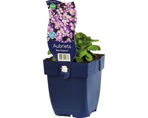 Blaues Blaukissen ''Blue Emperor'' im Topf