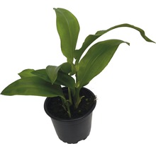 Aspidistra Zimmerpflanze im Topf