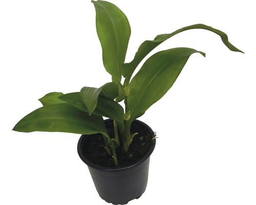 Aspidistra Zimmerpflanze im Topf