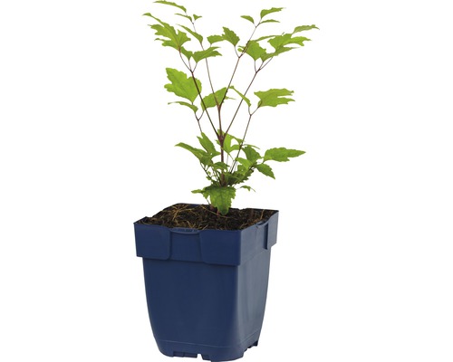 Japanische Schönheitsblüte im Topf