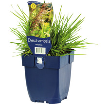 Rasen-Schmiele FloraSelf Deschampsia cespitosa H 5-50 cm Co 0,5 L