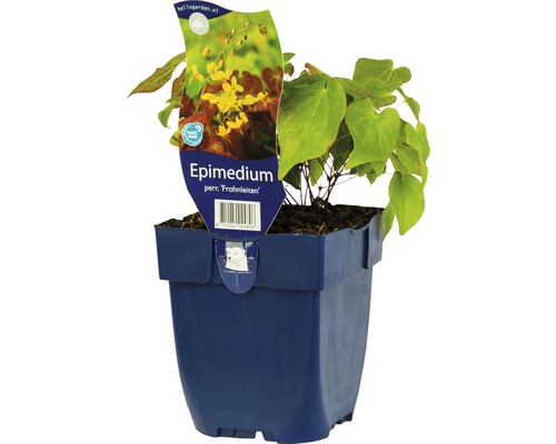 Elfenblume FloraSelf Epimedium perralderianum 'Frohnleiten' H 5-10 cm Co 0,5 L Elfenblume im Topf