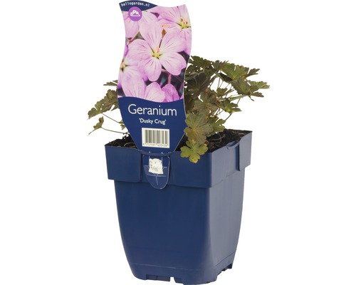 Storchschnabel FloraSelf Geranium endresii 'Dusky Crug' H 5-10 cm Co 0,5 L