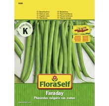 Buschbohne 'Faraday' FloraSelf samenfestes Saatgut Gemüsesamen-thumb-0