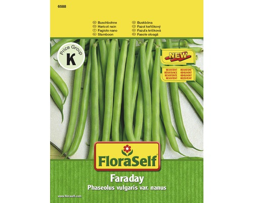 Buschbohne 'Faraday' FloraSelf samenfestes Saatgut Gemüsesamen-0