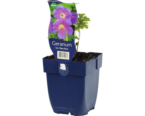 Geranie Baby Blue im Topf