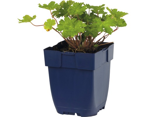Geranium im Topf