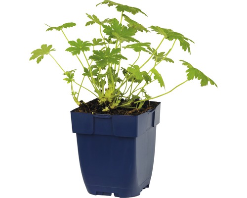 Storchschnabel, Blut-Storchschnabel FloraSelf Geranium sanguineum 'Frivolius™ Pink' H 5-20 cm Co 0,5 L, kompakt und aufrecht Storchschnabel, Blut-Storchschnabel FloraSelf Geranium sanguineum 'Frivolius™ Pink' H 5-20 cm Co 0,5 L, kompakt und aufrecht