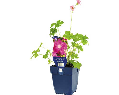 Storchschnabel FloraSelf Geranium x oxonianum 'Orkney Pink' H 5-20 cm Co 0,5 L Geranie Orkney Pink in einem Topf