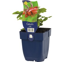 Bach-Nelkenwurz FloraSelf Geum rivale H 5-10 cm Co 0,5 L