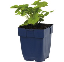 Bach-Nelkenwurz FloraSelf Geum rivale H 5-10 cm Co 0,5 L