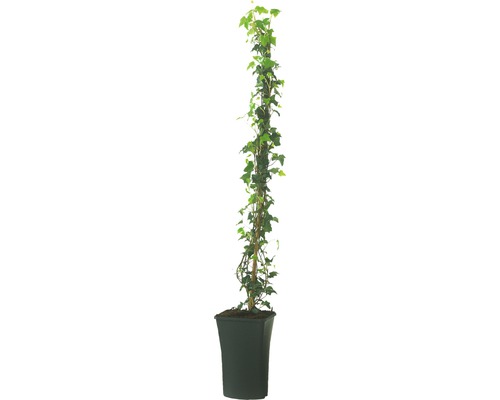 Efeu am Spalier im Topf