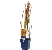 Japanisches Blutgras Imperata in einem Topf